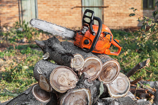 Best Tree Stump Removal  in Haskell, OK